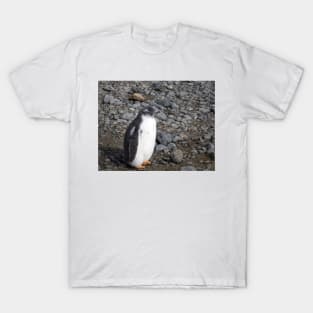 Gentoo penguin chick at Brown Bluff T-Shirt